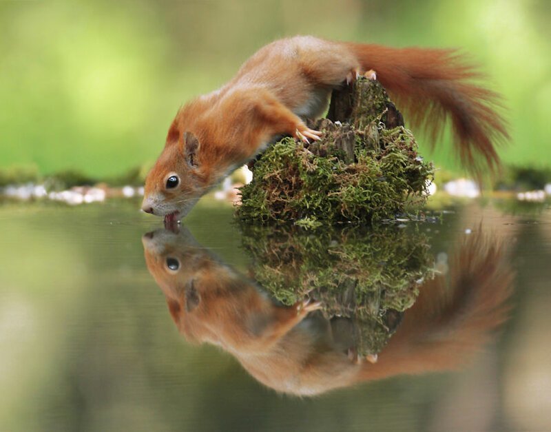 #27 Thirsty Squirrel