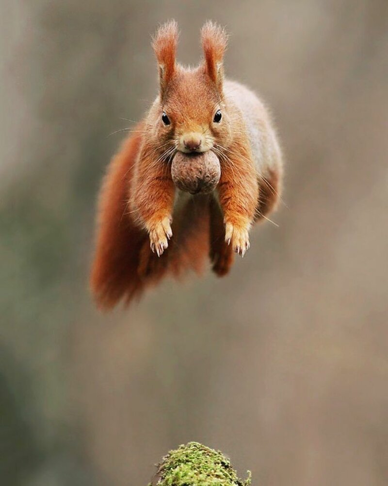 #23 Red Squirrel