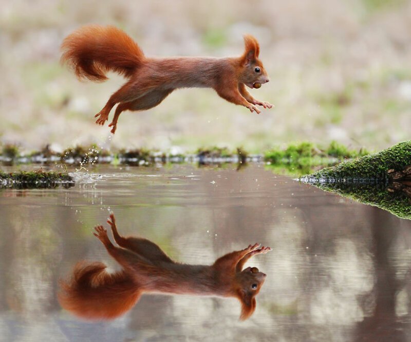#29 Red Squirrel