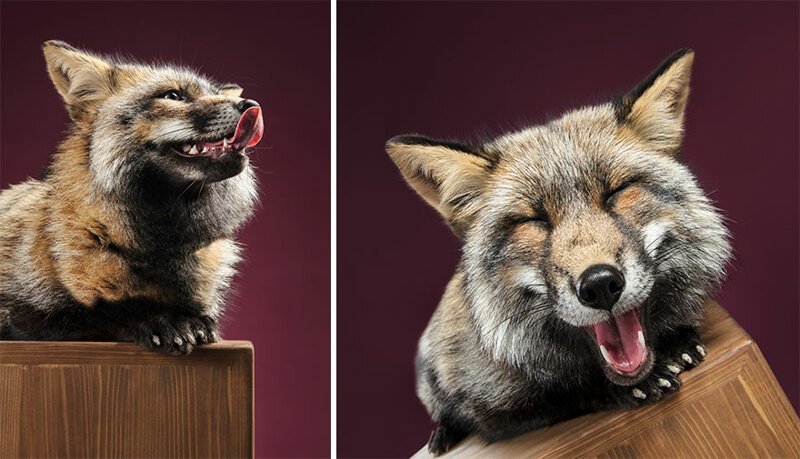 This happy fox seems to have really enjoyed the photo shoot!