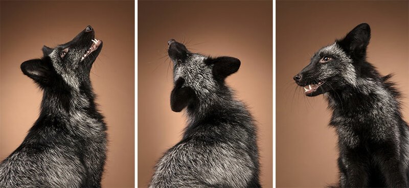 Pet Photographer Photographer Fell In Love With Foxes After Taking Their Photos In Her Studio