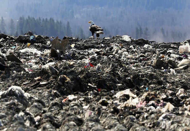 Bald eagles have been dumping trash from the Cedar Hills landfill in Seattle into suburban yards