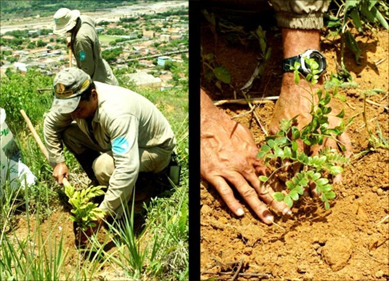 Photographer And His Wife Plant 2 Million Trees In 20 Years To Restore A Destroyed Forest