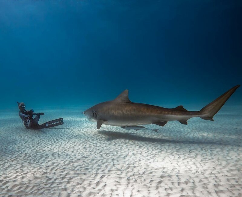 “Dancing With Sharks”: Incredible Underwater Photography By Juan Oliphant