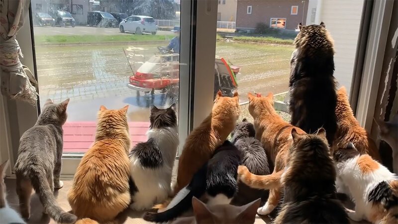 Japanese Cats Love Nothing More In The World Than Watching Farmer Next Door Plant His Rice
