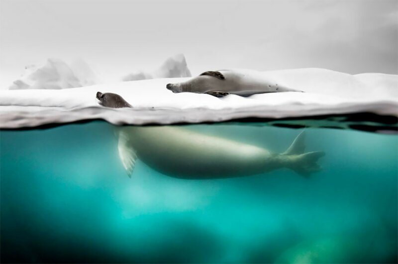 People’s Choice, Nature: ‘Split Shot Taken Of Crabeater Seals’ By Rita Kluge