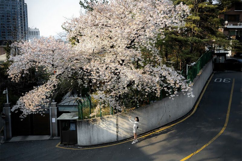 People’s Choice, People: ‘Cherry Blossoms In The Concrete’ By Lester Lau