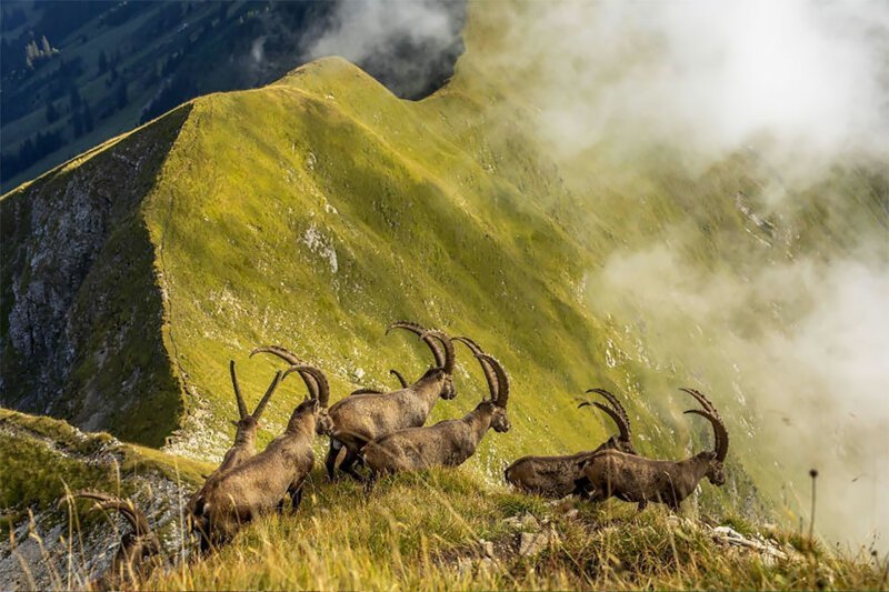Honorable Mention, Nature: ‘King Of The Alps’ By Jonas Schäfer