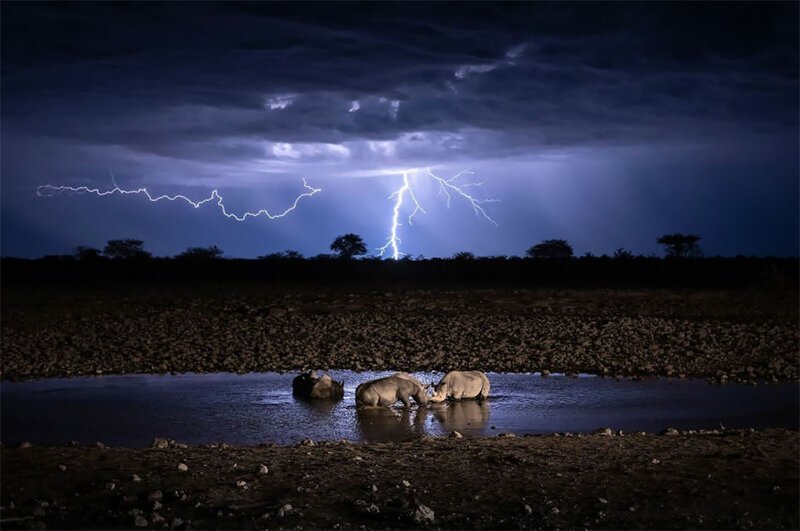 People’s Choice, Nature: ‘Wildlife Under Lightning’ By Kelvin Yuen