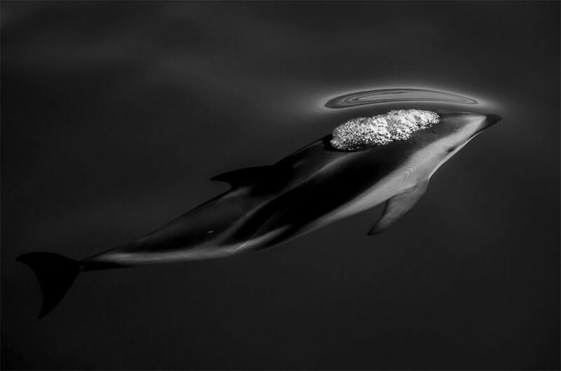 Third Place, Nature: ‘Dusky Dolphins’ By Scott Portelli