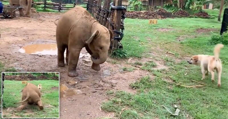 Clumsy baby elephant trips up while playing with his doggy friend in adorable video