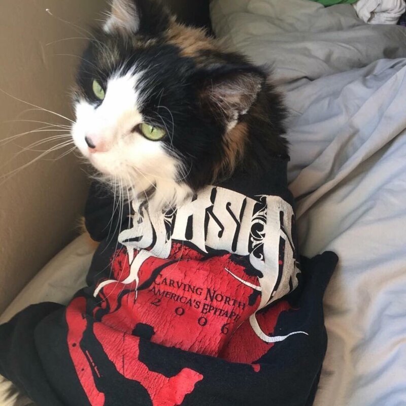 Nothing To See Here, Just Some Photos Of Cats Wearing Metal Battle Vests