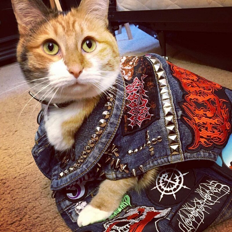 Nothing To See Here, Just Some Photos Of Cats Wearing Metal Battle Vests