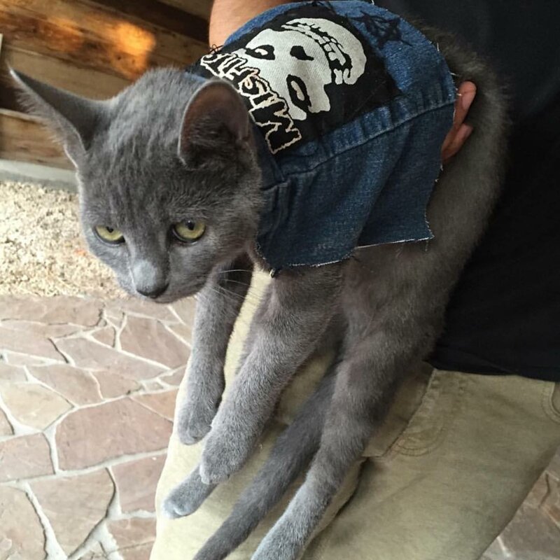 Nothing To See Here, Just Some Photos Of Cats Wearing Metal Battle Vests