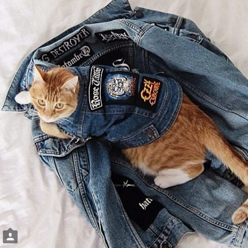 Nothing To See Here, Just Some Photos Of Cats Wearing Metal Battle Vests