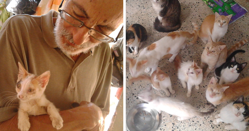 This Family Sanctuary Is Giving Abandoned Cats A Loving Home
