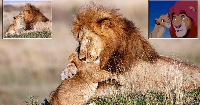 Real life Mufasa and Simba: Cub gives his father a hug in scene reminiscent of Lion King