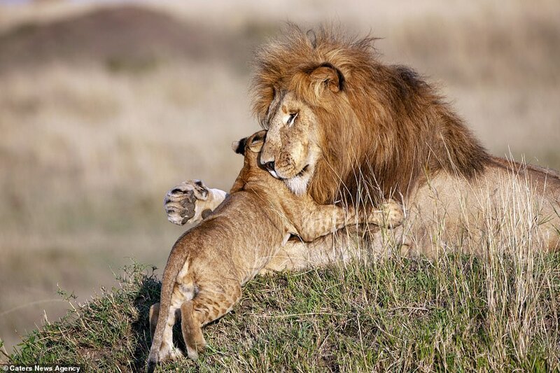 Sabine Bernert added: 'I especially love the moment when the male lion is hugging the cub softly. The contrast between his brute strength and his gentleness, the huge size of his paw very softly holding the little cub'  RELATED ARTICLES