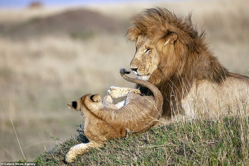 The dad and the young cub playfully wrestled with each other on the Kenyan plains as the majestic lion gazed out across the plains of the Masai Mara