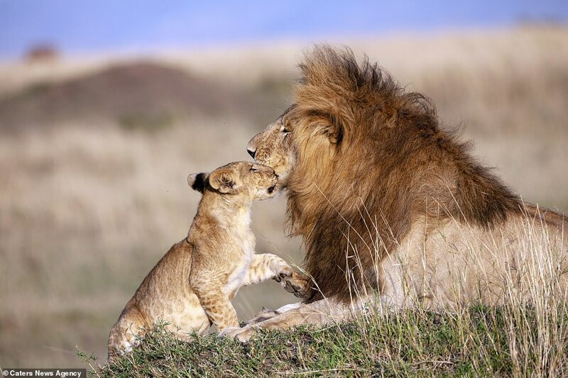 The young lion was pictured in the Masai Mara in Kenya playing with his father as the cubs jumped from the long grass and playfully wrestled with him 