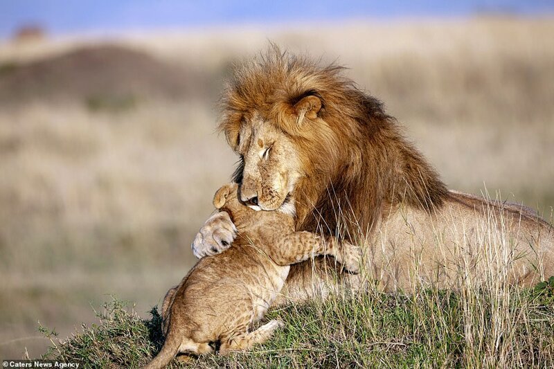 A baby lion on the plains of Kenya has an adorable interaction with his father as the pair share a touching embrace that mirror a famous scene from the Disney classic movie The Lion King 