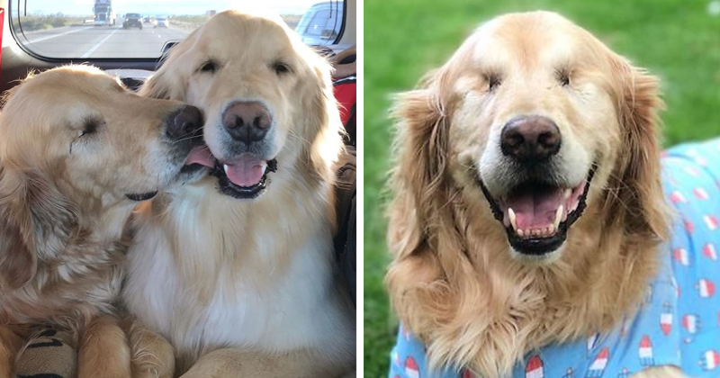 Blind Golden Retriever Is Living A Happy Life Thanks To His Best Pup Friend