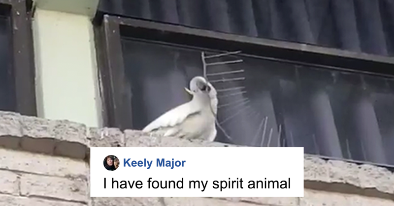 Angry Cockatoo Tears Down Anti-Bird Spikes And Throws Them To The Ground