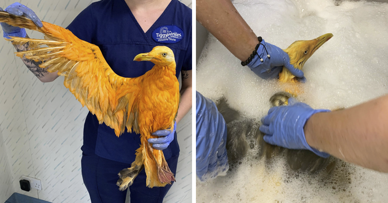 People Rescue ‘Exotic’ Bird That Couldn’t Fly, Turns Out It’s A Seagull Covered In Curry