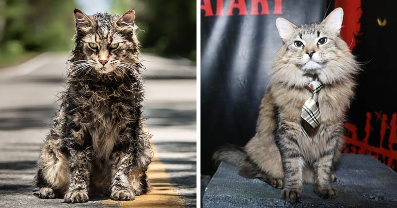 Stephen King’s Pet Sematary Remake Had Cats From Shelters Who Were Trained To Become Cat Actors
