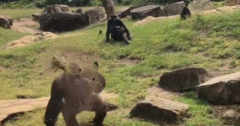 Angry silverback throws fistful of mud at tourists in German zoo