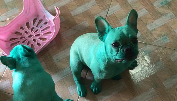 One woman recently woke up to find her pet Frenchies covered head-to-toe in green food coloring