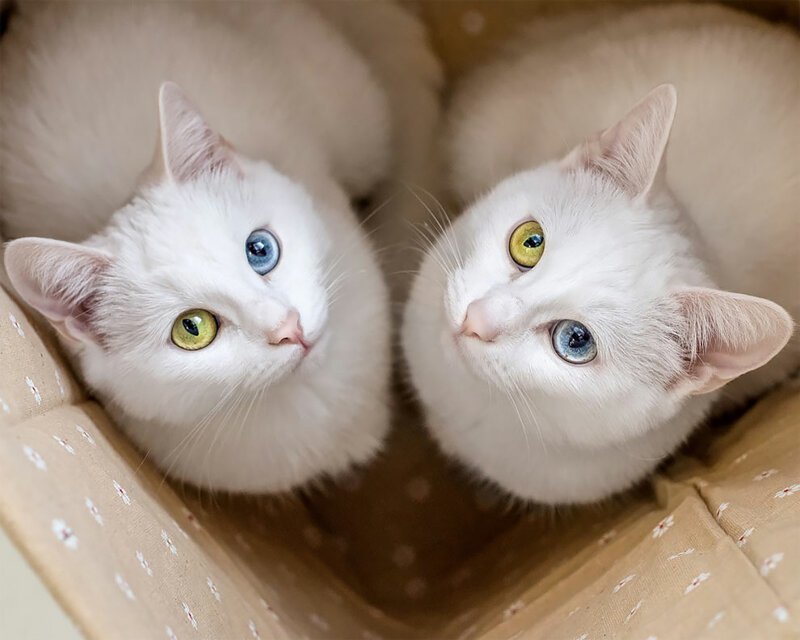 Meet ‘Eye-Catching’ Twin Cats Iriss And Abyss