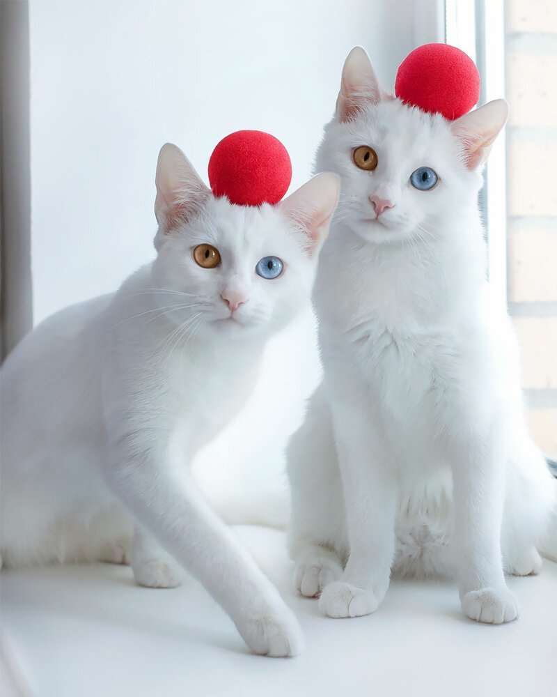 Meet 'Eye-Catching' Twin Cats Iriss And Abyss 