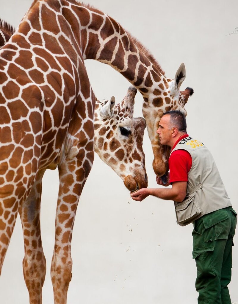 10 Pics Of The Special Bond Between A Zookeeper And Giraffes That I Captured In North Macedonia