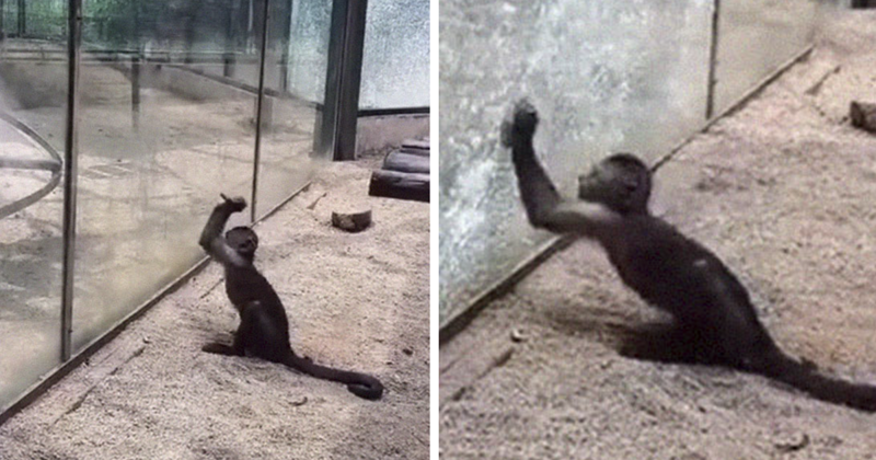 Zoo’s Visitor Sees Monkey Sharpening A Rock, Later It Uses It To Shatter Its Glass Enclosure