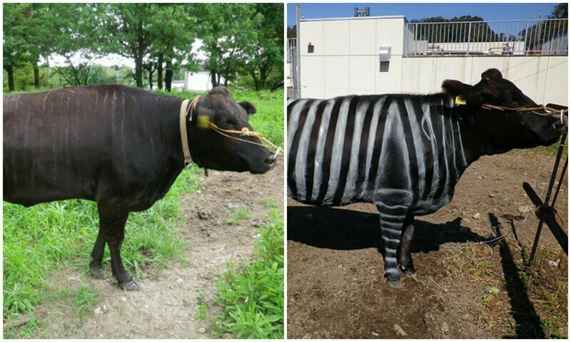 Scientists Are Amazed After Painting Cows In Zebra Stripes – They Get Bitten 50% Less Than Usual
