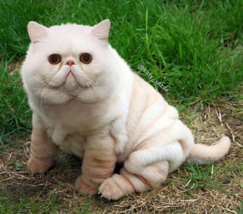 Someone Imagines What Everything Would Look Like If It Had A Cat’s Face And The Result Is Funny Yet