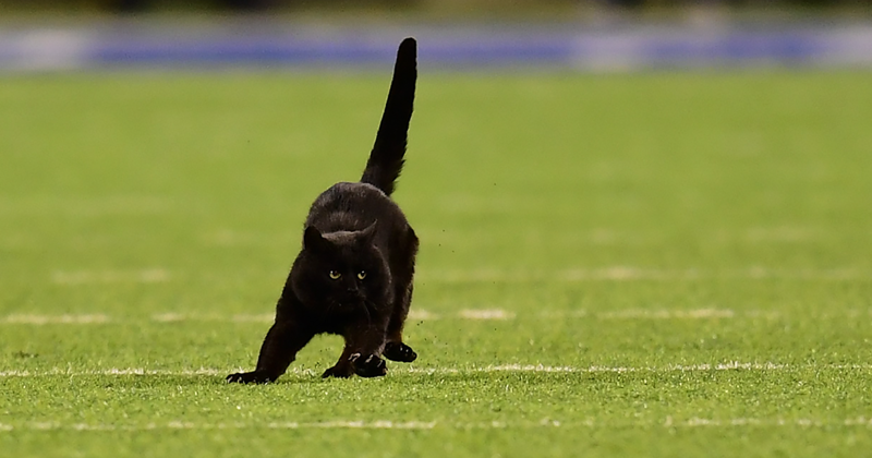 A stray black cat accidentally crashed an NFL match, much to the crowd’s amusement