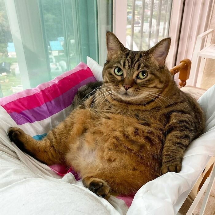 This Chunky Cat Named Manggo Will Steal Your Heart With Her