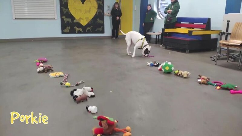 This Animal Shelter Lets Dogs Pick Their Own Christmas Presents, And They Are Excited