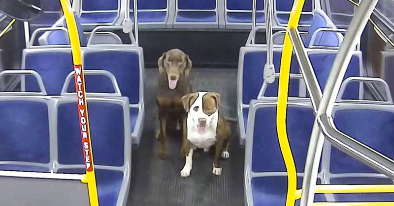 Recently, a bus driver was praised for stopping to help out two dogs who were running on the street