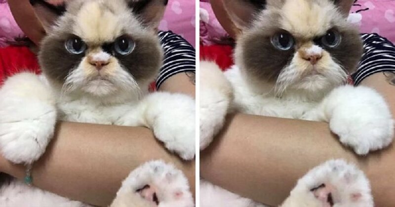 Meet The New Grumpy Cat That Looks Even Angrier Than Her Late Predecessor