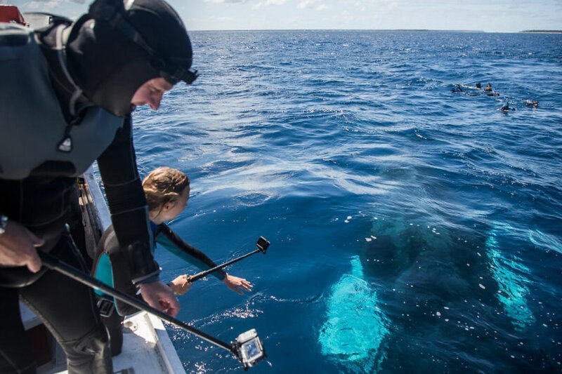 Our 13 Pics Of Humpback Whales Playing With Us, Humans