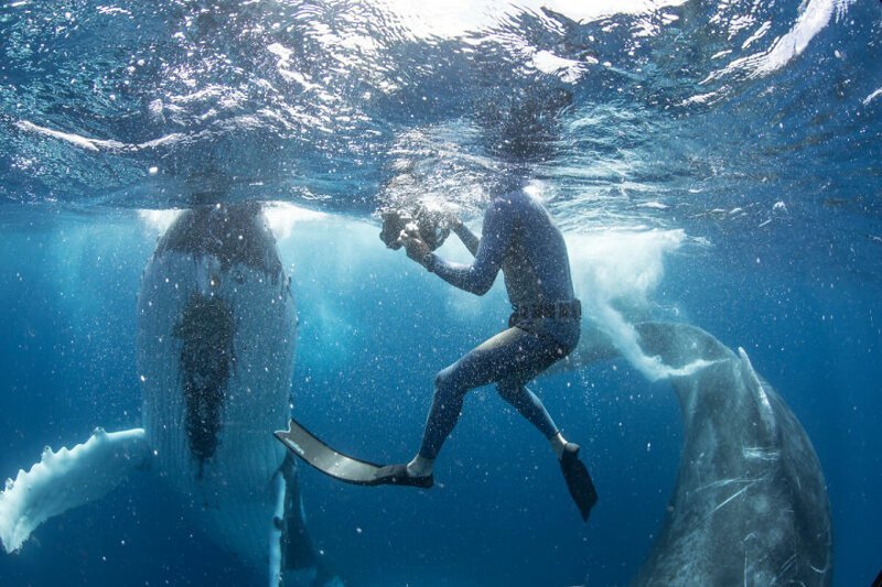 Our 13 Pics Of Humpback Whales Playing With Us, Humans