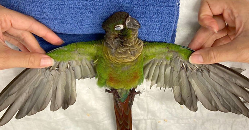 Vet Gives Parrot New Wings After Someone Severely Trimmed Them To Stop It From Flying Away