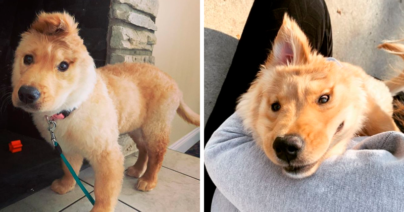 An Accidental Injury At Birth Left This Puppy With One Ear And She Rocks Her Unicorn Look