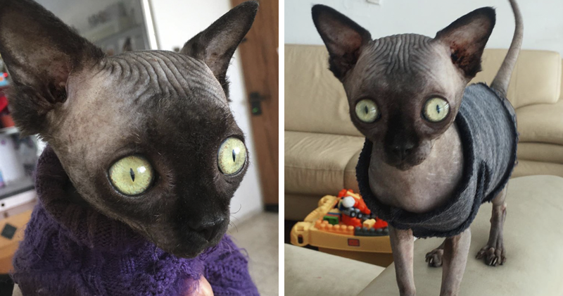 Sphynx Kitty With Rare Neurological Condition Looks Like A Bat