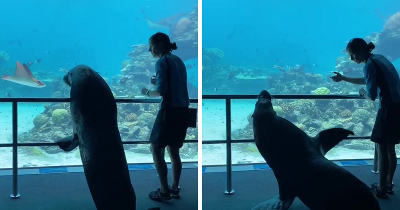 This Sea World Shares The Adventures Of A Sea Lion Who Gets To Visit Other Animals At The Oceanarium