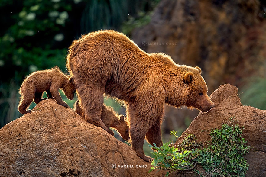 Медведь живущий в австралии. Мама Медведица и Медвежонок. Большой медведь. Медведи учат детенышей. Медведи обучают медвежат.