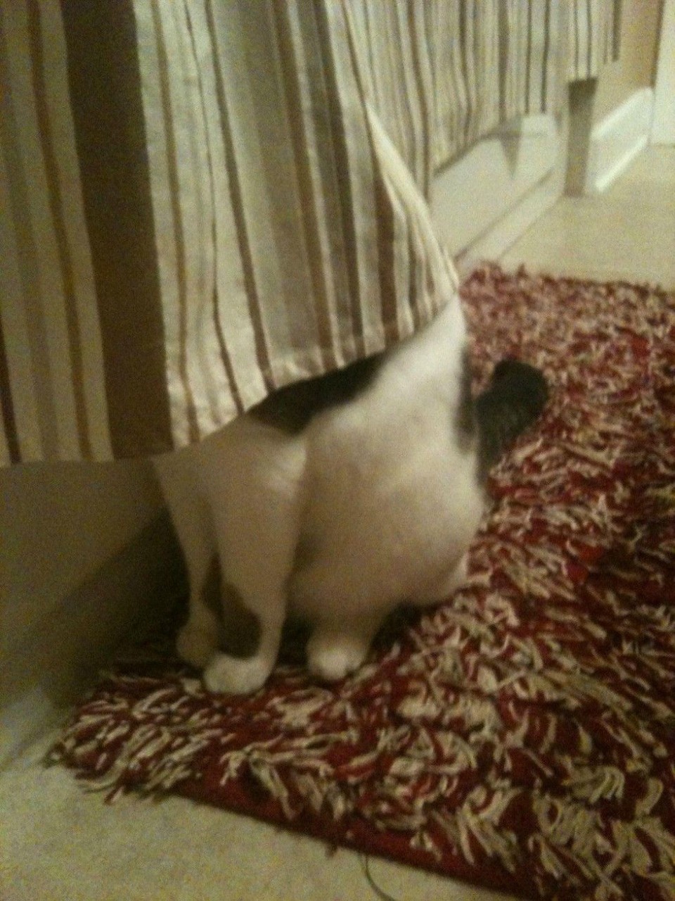 Кот прячется за занавеской